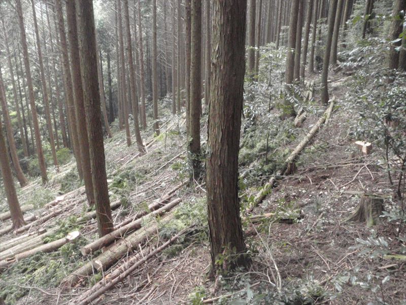 平成24年12月竣工 森林整備